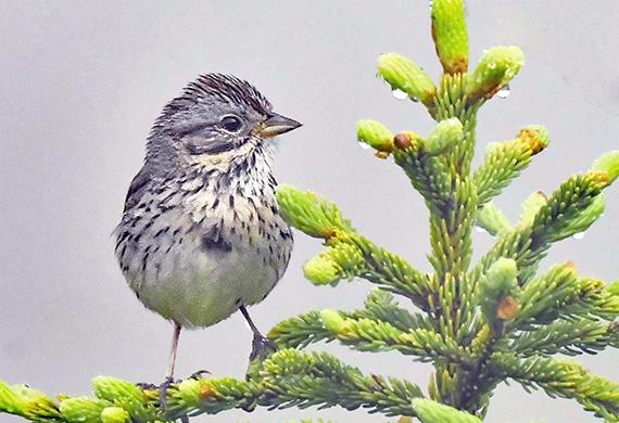 Lincoln's Sparrow, Maine by Alan Lenk